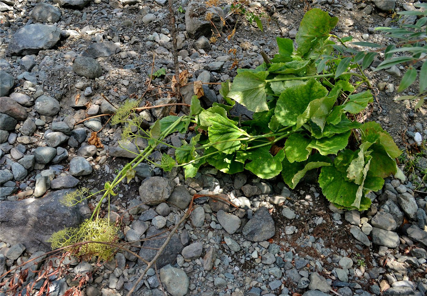 Изображение особи Valeriana tiliifolia.