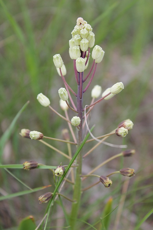 Image of Bellevalia sarmatica specimen.