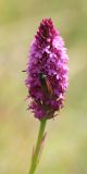 Anacamptis pyramidalis. Соцветие с кормящейся Zygaena. Черноморское побережье Кавказа, м/о город-герой Новороссийск, близ пос. Верхнебаканский, степь. 8 июня 2014 г.