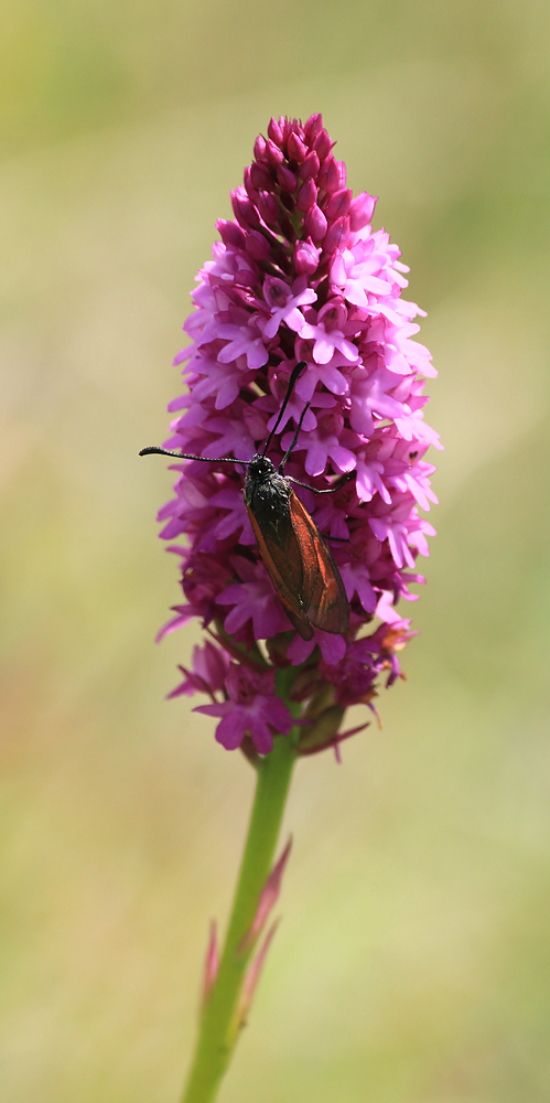 Изображение особи Anacamptis pyramidalis.