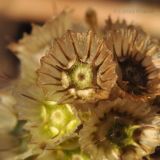 Scabiosa lachnophylla. Плоды. Приморский край, Уссурийский р-н, окр. с. Монакино, луг. 22.10.2014.