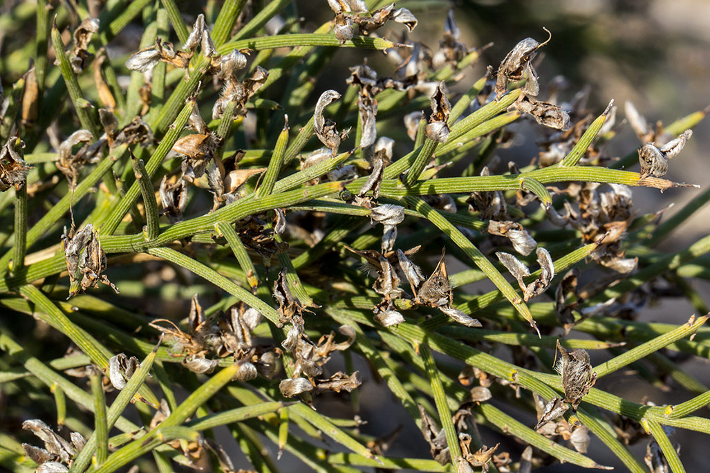 Image of Genista acanthoclada specimen.