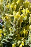 Scutellaria comosa