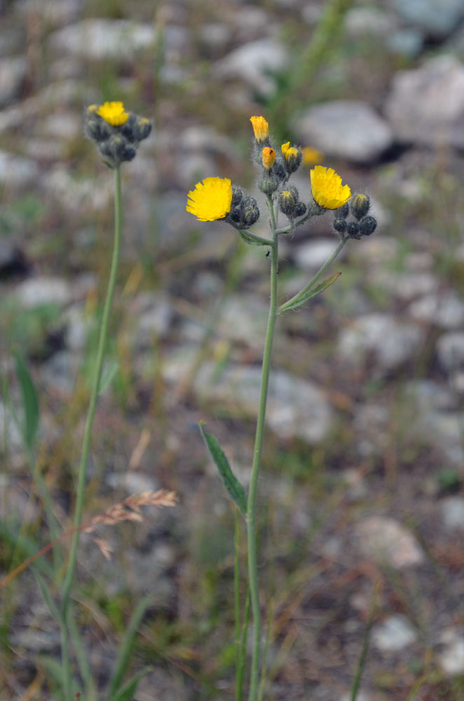 Image of genus Pilosella specimen.