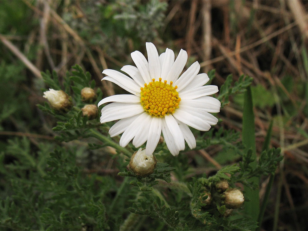 Image of Argyranthemum adauctum ssp. canariense specimen.