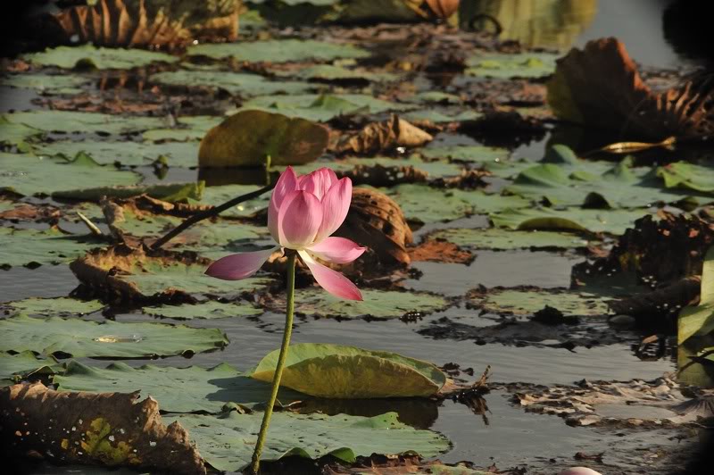 Изображение особи Nelumbo nucifera.