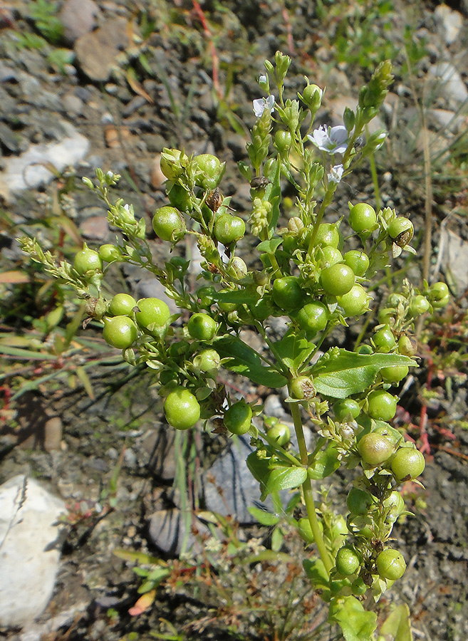 Image of Veronica anagallis-aquatica specimen.