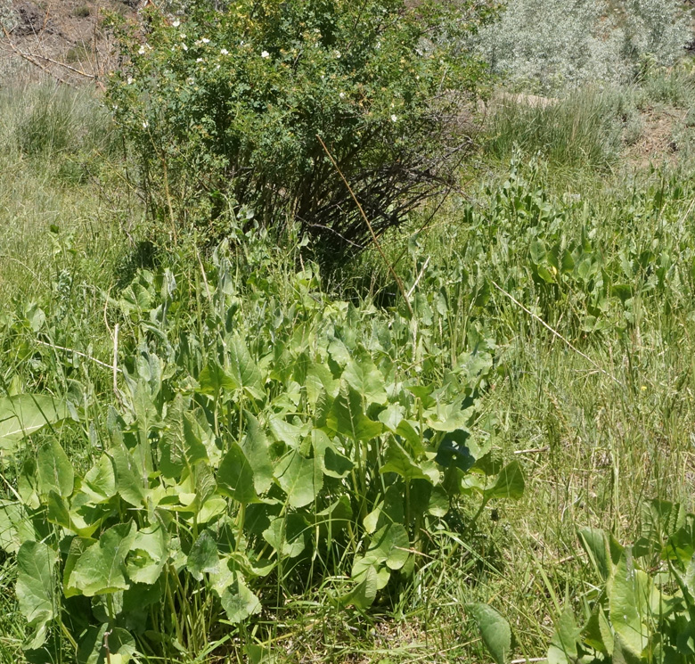 Изображение особи Ligularia songarica.