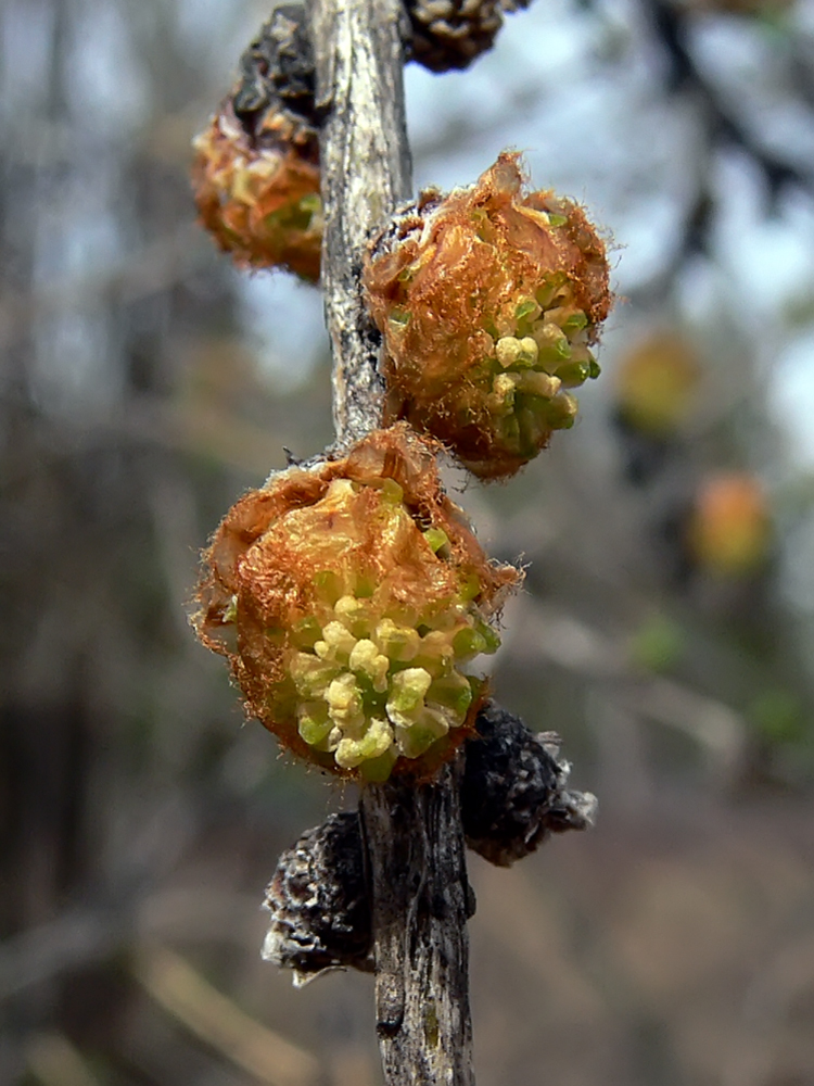 Image of Larix sukaczewii specimen.