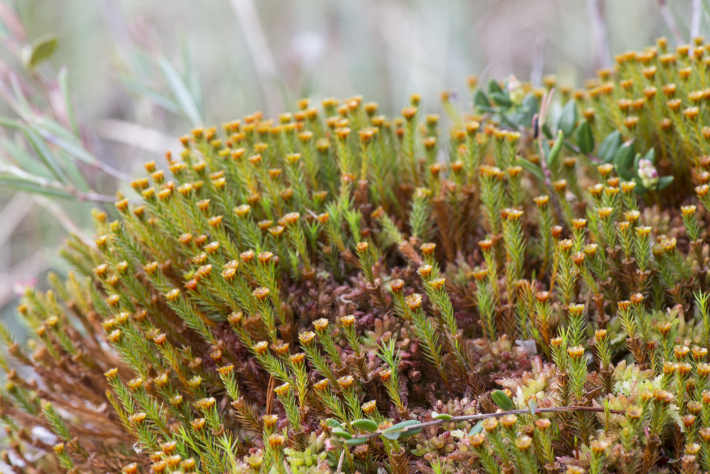 Image of Polytrichum strictum specimen.