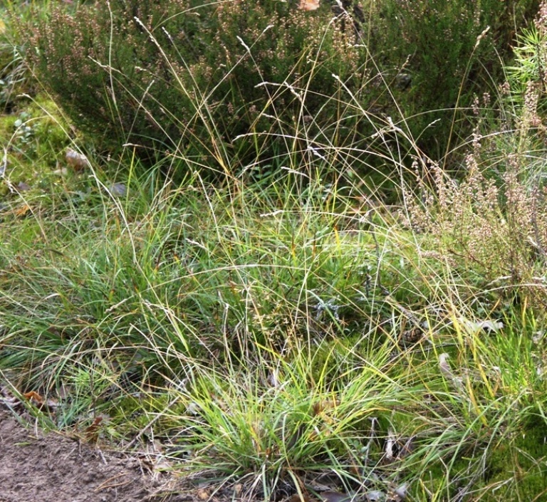 Image of Sieglingia decumbens specimen.