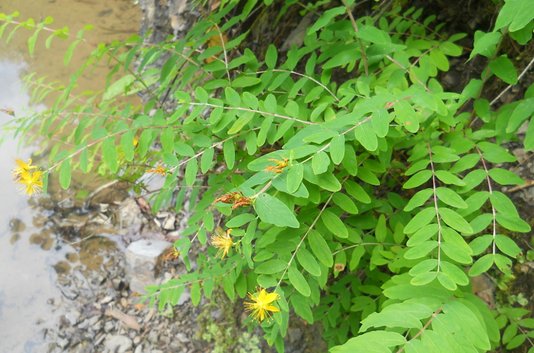 Image of Hypericum xylosteifolium specimen.