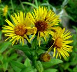 Inula aspera