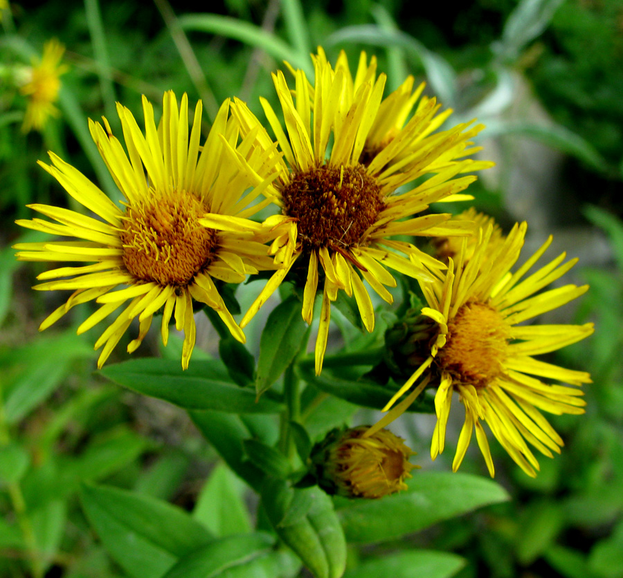 Изображение особи Inula aspera.