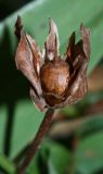 Calystegia dahurica. Зрелый плод. Приморский край, Партизанский р-н, долина р. Партизанской на правом берегу, ж.-д. платформа \"151 км\", суходольный луг. 05.09.2015.