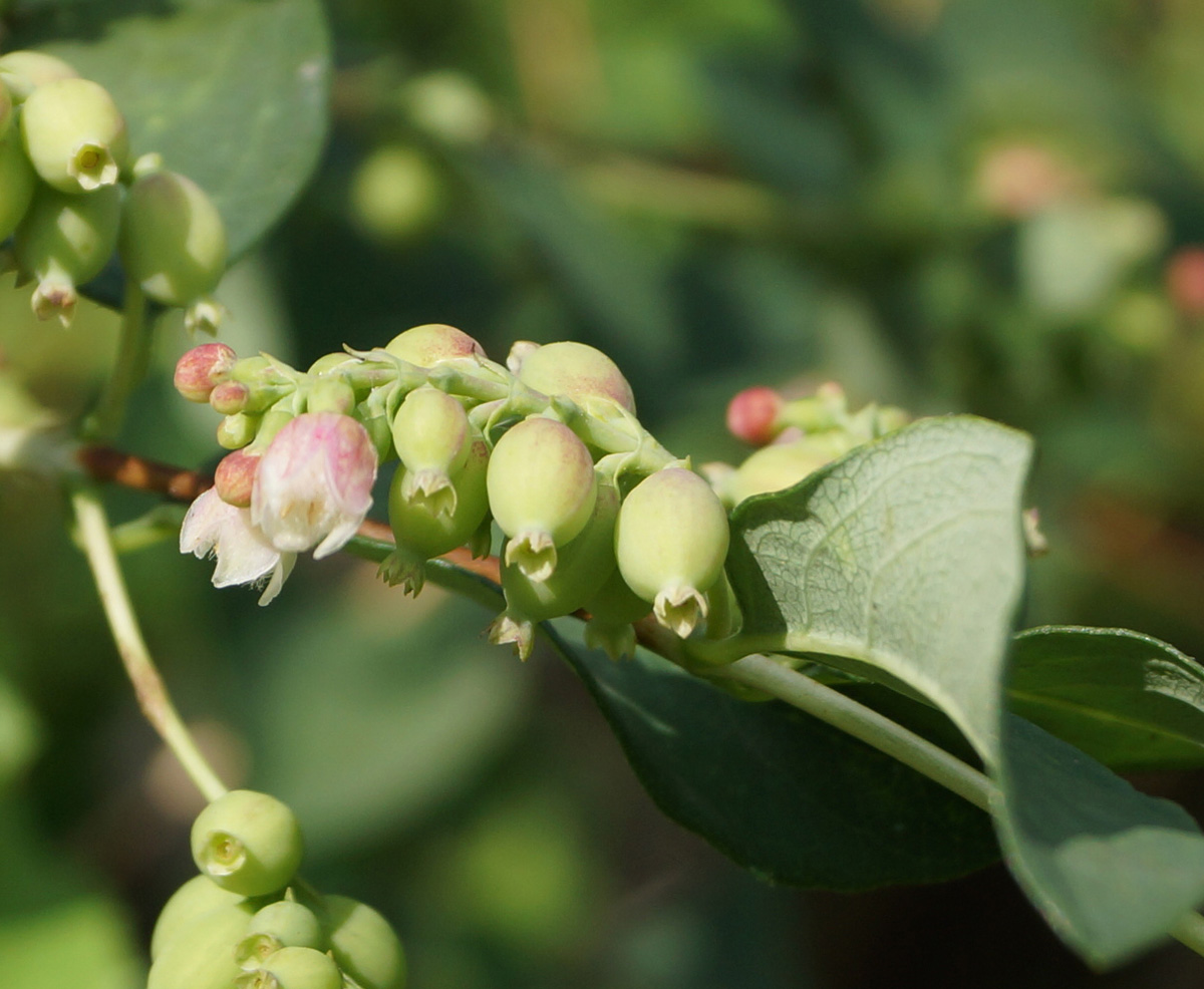 Image of Symphoricarpos albus var. laevigatus specimen.