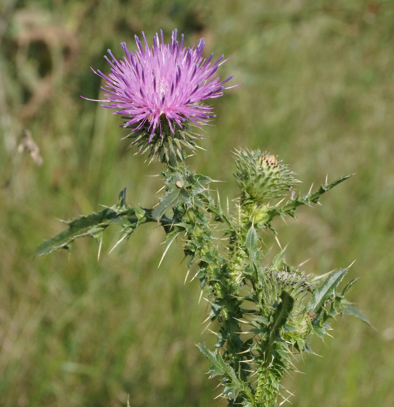 Image of Carduus acanthoides specimen.