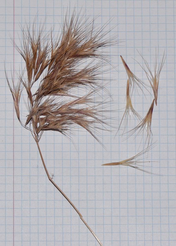 Image of Anisantha tectorum specimen.