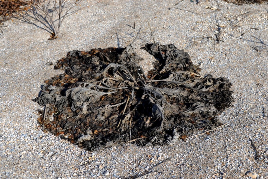 Image of Crambe maritima specimen.