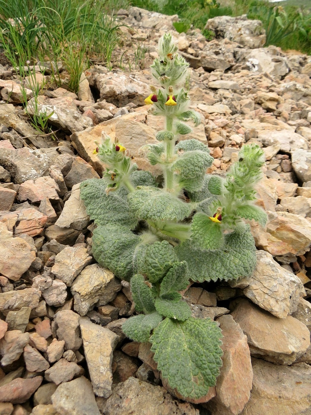 Image of Paraeremostachys karatavica specimen.