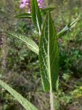 Stachys palustris. Листья (нижняя сторона). Челябинская обл., окр. г. Челябинск, Золотая горка, обочина дороги в берёзовом лесу. 24.08.2015.