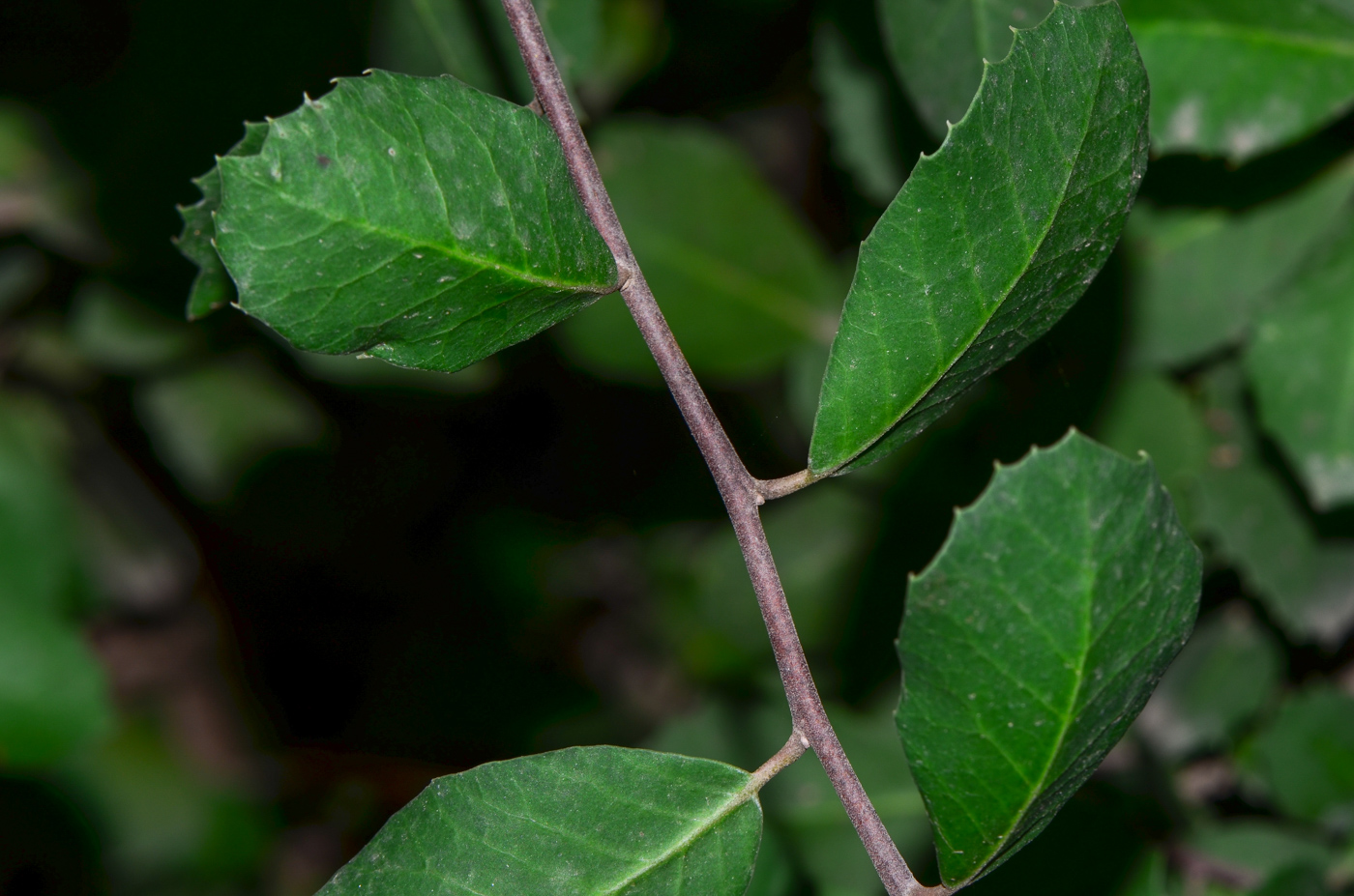 Image of Rhus integrifolia specimen.