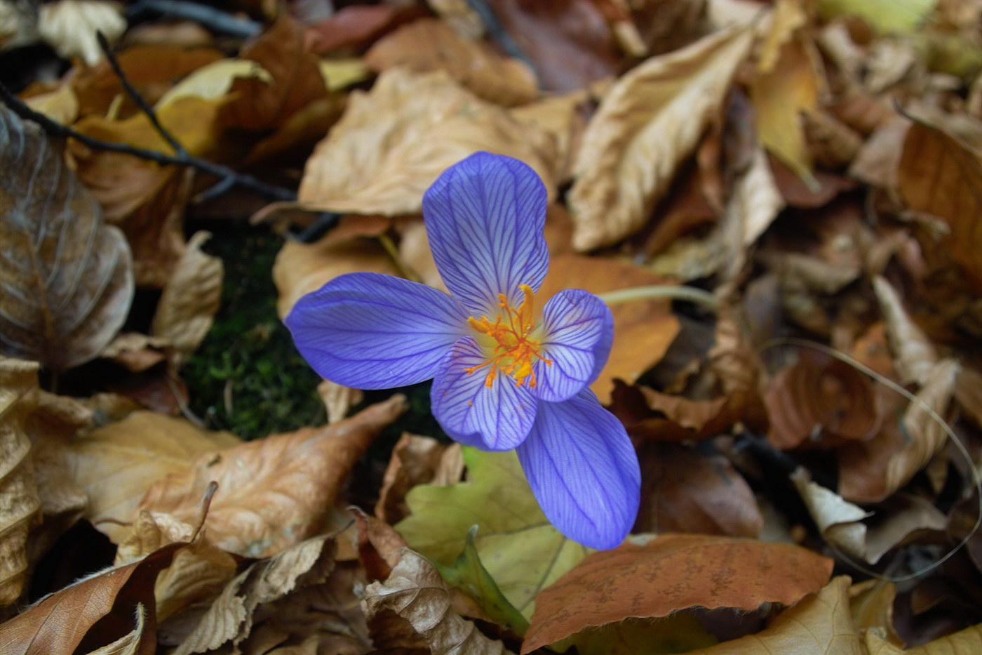 Изображение особи Crocus speciosus.