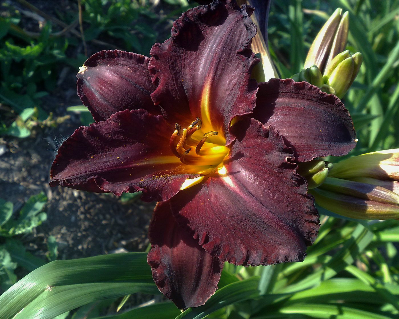 Изображение особи Hemerocallis &times; hybrida.