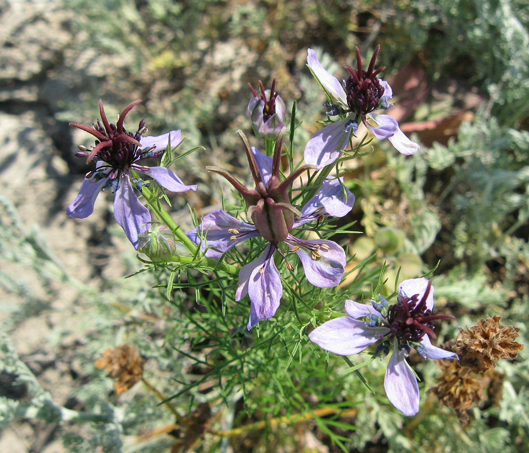 Image of Nigella segetalis specimen.