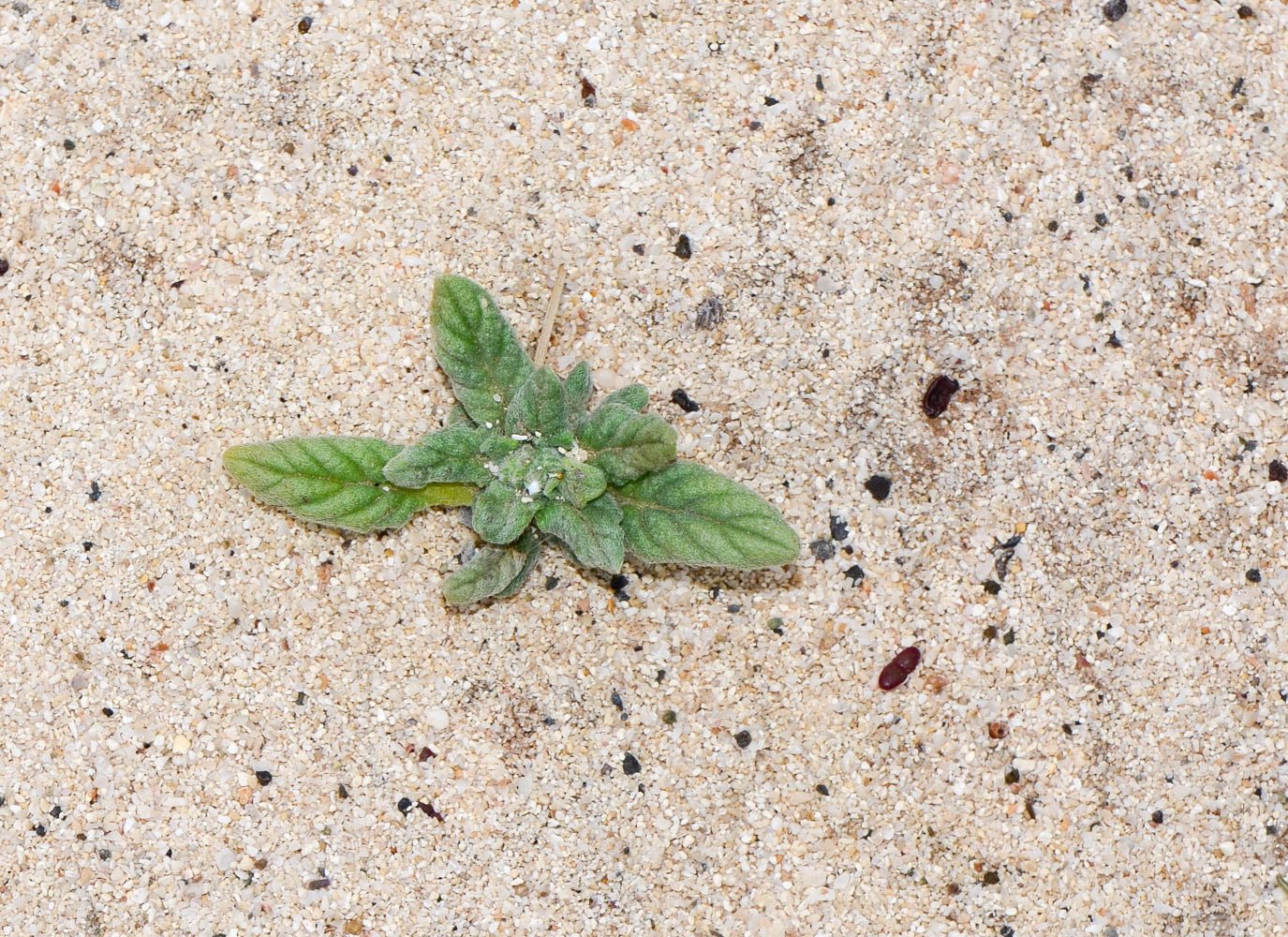 Image of Heliotropium erosum specimen.