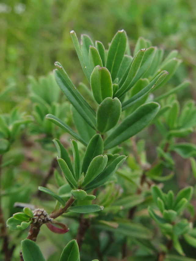 Image of Daphne cneorum specimen.