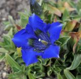Gentiana dinarica