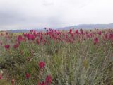 genus Astragalus