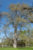 Ulmus laevis. Плодоносящее старое дерево. Псковская обл., Пушкиногорский р-н, усадьба Михайловское, в культуре. 08.05.2016.