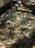 Matthiola incana