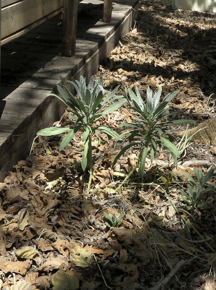 Image of Matthiola incana specimen.