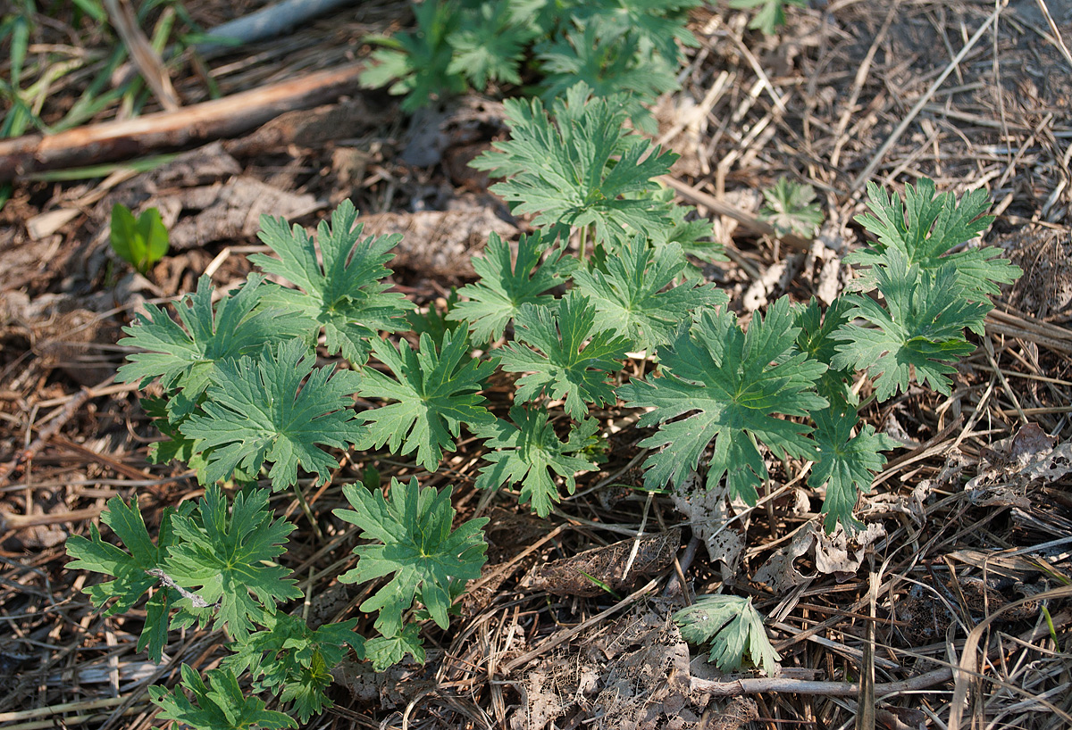 Image of Geranium affine specimen.