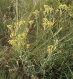 Helichrysum arenarium