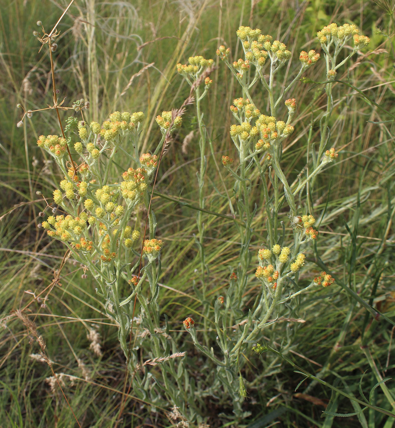 Изображение особи Helichrysum arenarium.