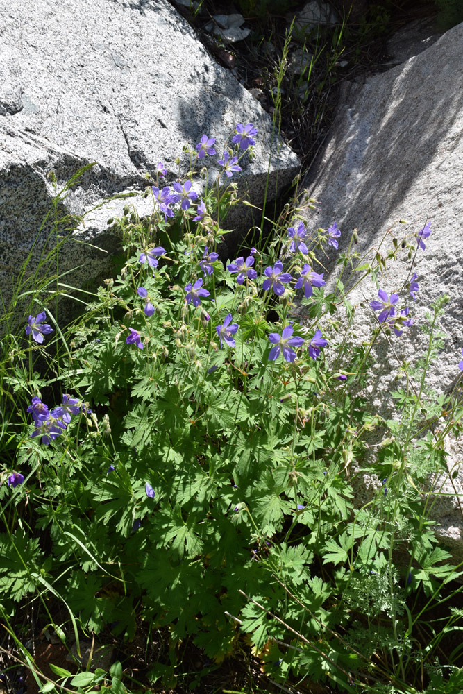 Image of Geranium ferganense specimen.