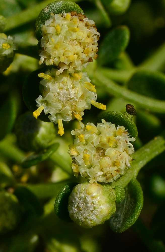 Изображение особи Baccharis pilularis.