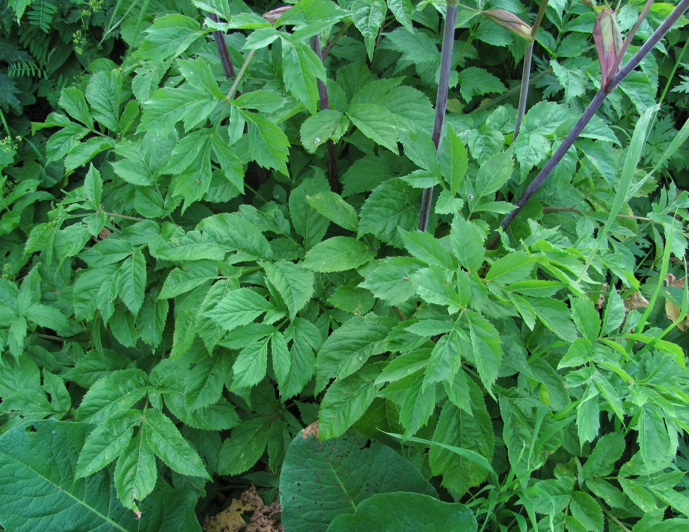 Image of Angelica purpurascens specimen.