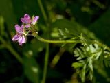 Erodium cicutarium. Соцветие. Средний Урал, Свердловская обл., левый берег р. Чусовая в р-не подвесного моста к дер. Трека, береговые заросли. 6 августа 2016 г.