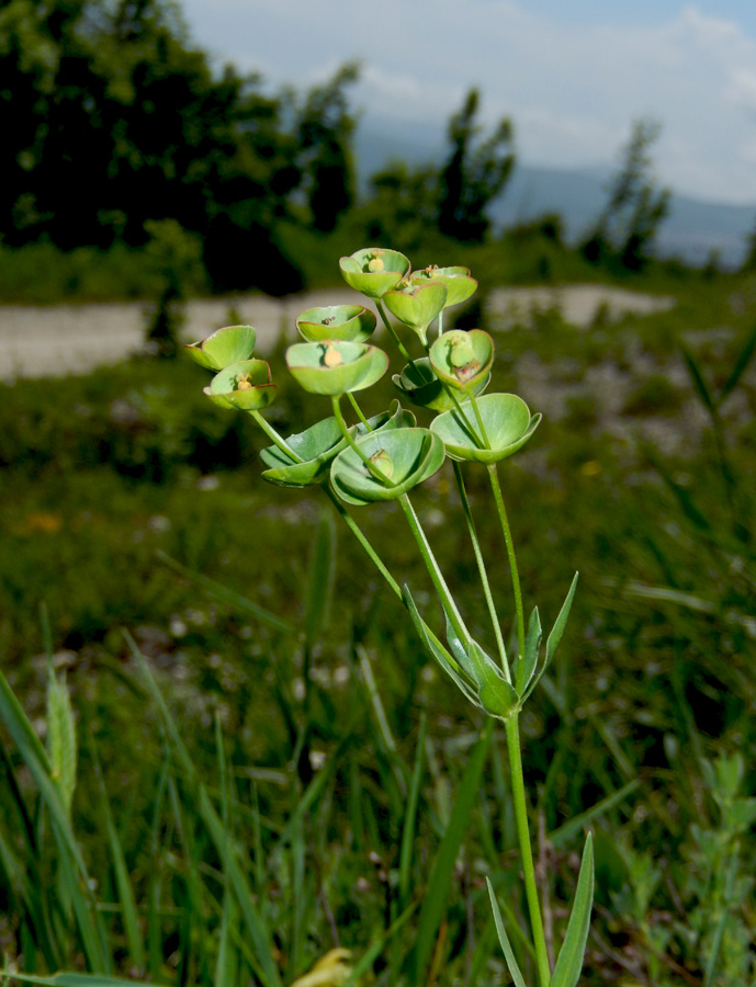 Image of Euphorbia sareptana specimen.