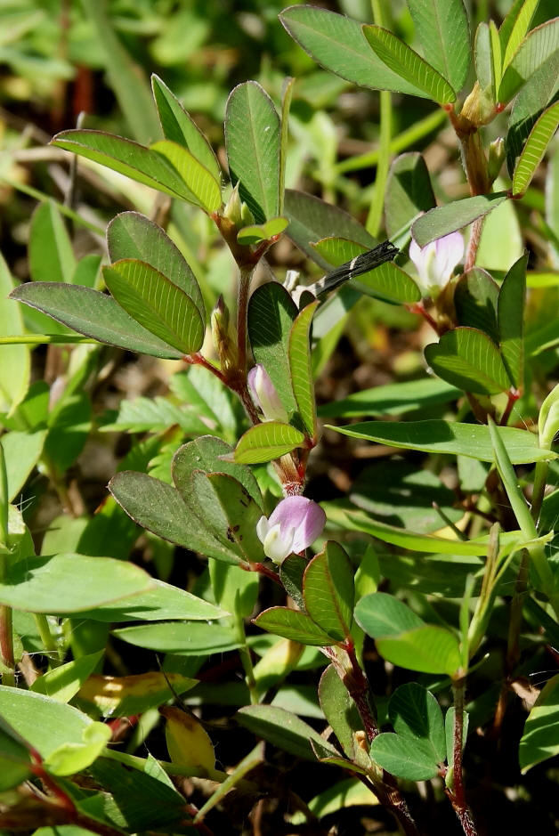 Image of Kummerowia striata specimen.