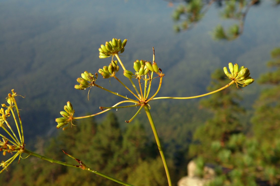 Изображение особи Peucedanum longifolium.