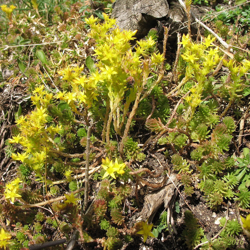 Изображение особи род Sedum.