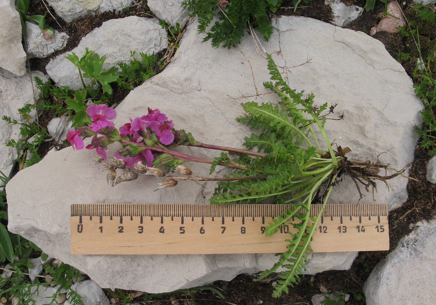 Изображение особи Pedicularis nordmanniana.