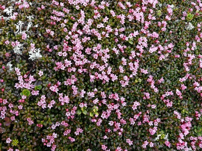 Image of Loiseleuria procumbens specimen.