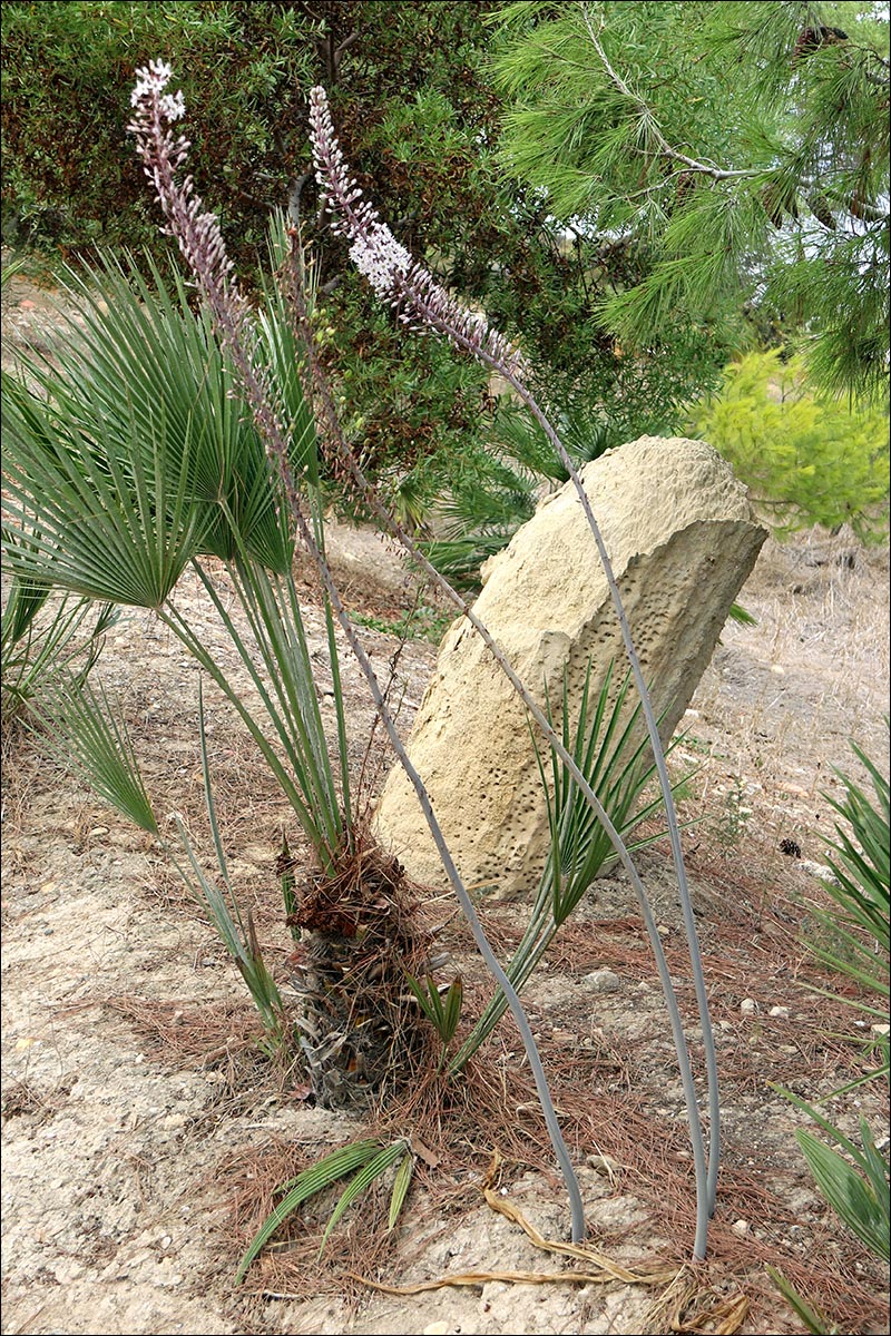 Изображение особи Drimia maritima.